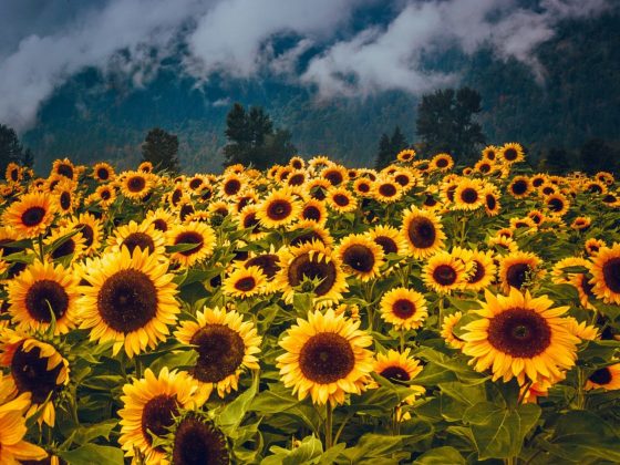 Angie zw7nneast8y unsplash