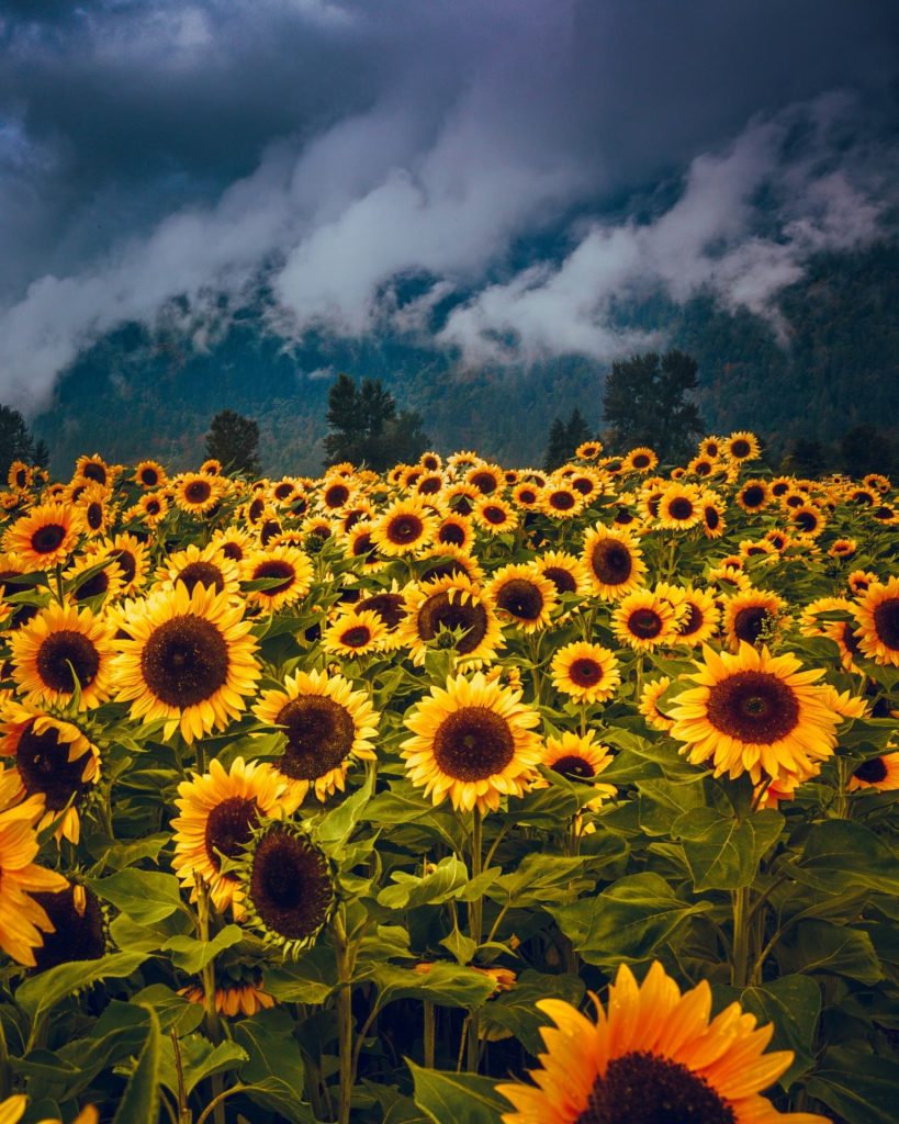 Angie zw7nneast8y unsplash