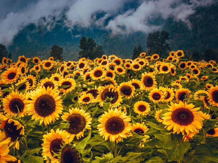 Angie zw7nneast8y unsplash