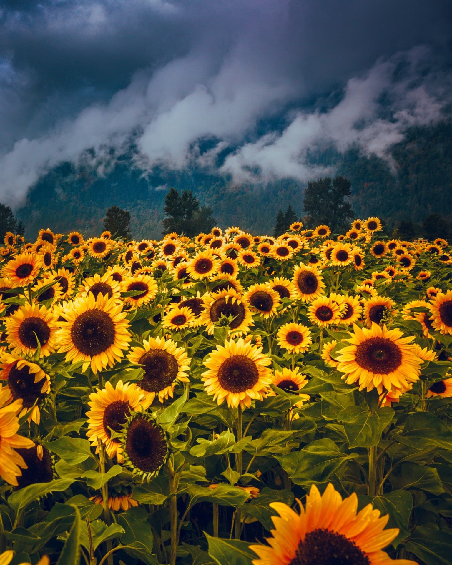 Angie zw7nneast8y unsplash